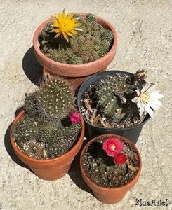 Lobivia & Echinopsis