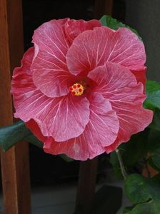 Tah. Purple Lovely - 30 lei