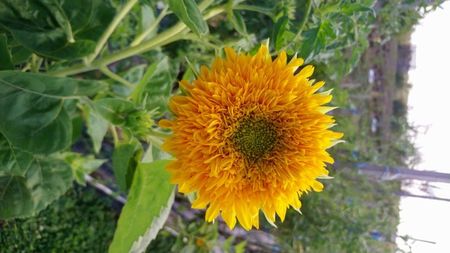 Floarea soarelui decorativă