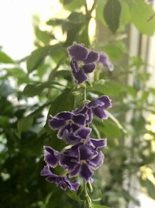 Duranta repens