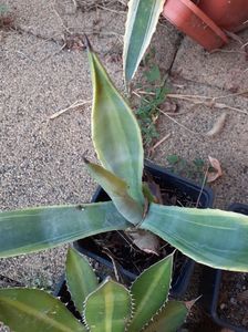 Agave americana cv marginata pallida