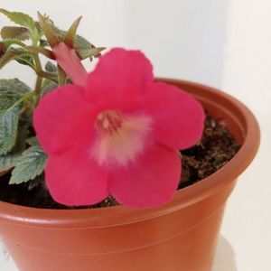 Rosy Frost