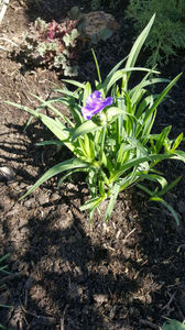 tradescantia virginiana