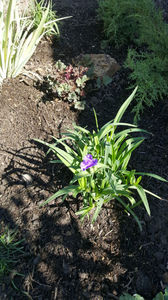 tradescantia virginiana