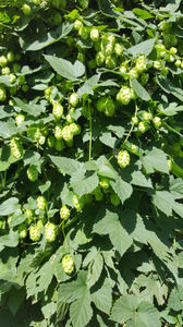 humulus lupulus(hamei)