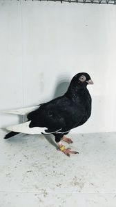 F 2021