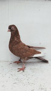 F 2021