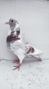 M 2021 vandut