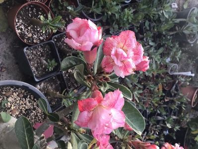 51DAE11D-02E7-4CBC-9622-B80080DAC2FD