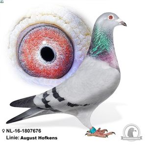 NL-16-1807676