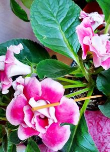 16.09.2021; Gloxinia
