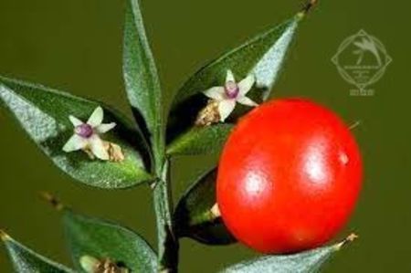 ghimpele mare de padure ruscus acuelantus2