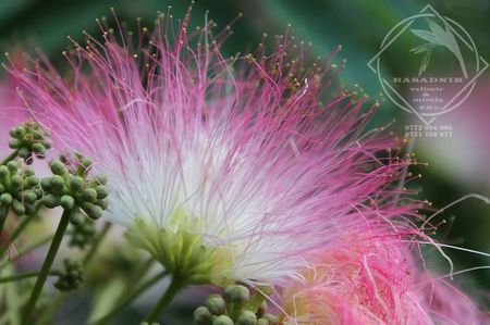 arborele de matase ALBIZIA