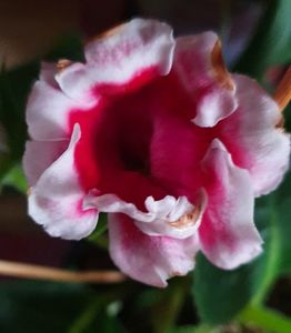 18.09.2021; Gloxinia
