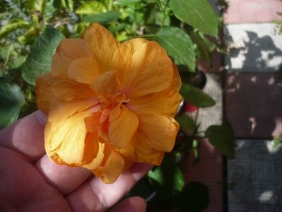 P1510076
