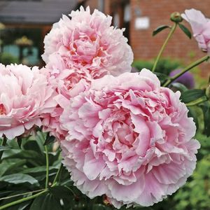 Paeonia-Sarah-Bernhardt