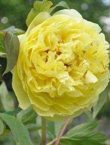 peony-yellow-crown