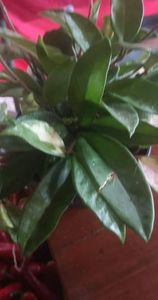 received_255326229808740