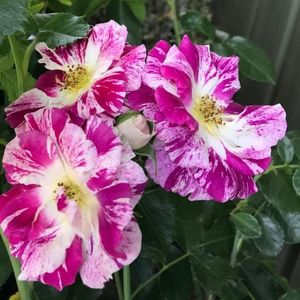 Rosa (K) Purple Splash® .