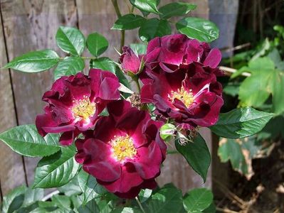 Rosa (K) Night Owl®