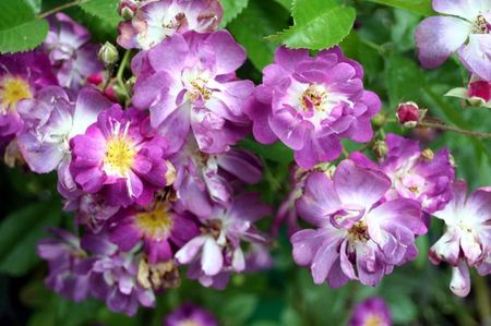 Rosa (K) Veilchenblau
