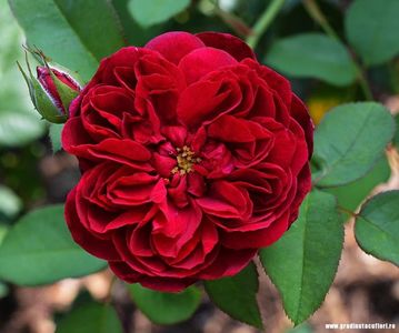 Darcey Bussell