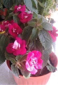; Lam pozat in tote pozitile,tot nu reusesc sa-i prin frumusetea florilor,numai pozate una cate una..
