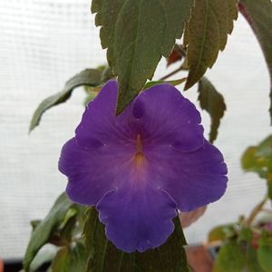 Kim Blue