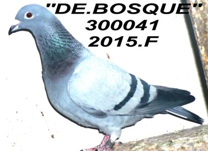 2015.300041BOSQUE -BUN COD