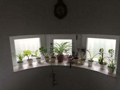 Plante decorative de interior, 10 ron/buc; Cele cu ghivece albe
Clorophytum comosum
Kalanchoe
Tradescantia
Singonium
