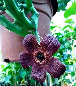 Stapelia berlinensis