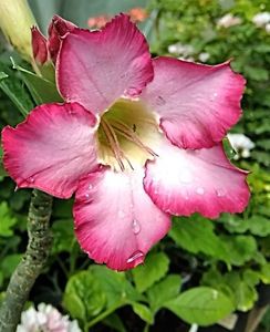 Adenium