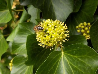 Iedera inflorita