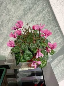 ; Atunci când... Cel de lângă tine se plânge că ai prea multe flori... Și vine acasă cu o nouă încercare :)))) nu tentație!!! Provocare: încearcă să o salvezi!!! Era leșinată sărăcuța de ea ❤️
