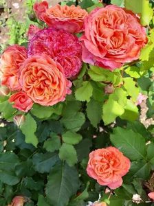 received_1108430666314748