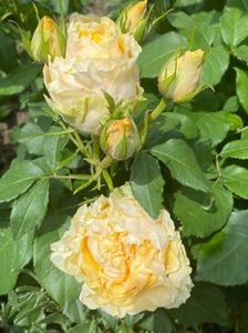 received_3820117608085617