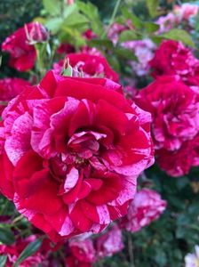 IMG-20210616-WA0102