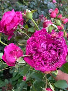 IMG-20210616-WA0082