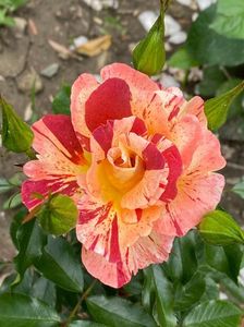 IMG-20210616-WA0079