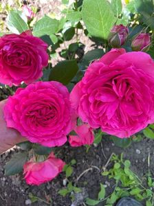 received_798418790859302