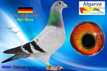 DE18-5536-254_pigeon_5584