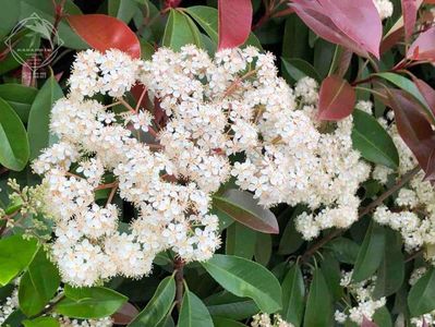 photinia fraseri  1