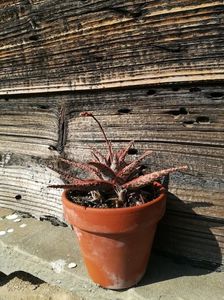 Aloe Christmas Carol