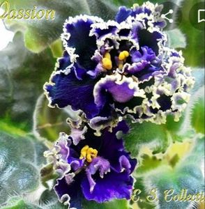 Purple Passion epuizat