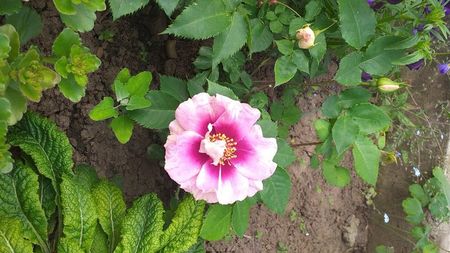 IMG-20210610-WA0001