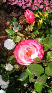 IMG-20190912-WA0000-EFFECTS