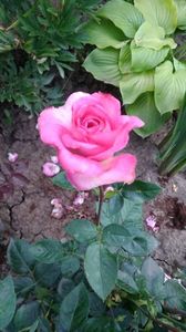 IMG-20190709-WA0033