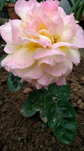 IMG-20190711-WA0003