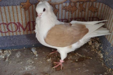 966 fem DN BH; pui per 23 germania
