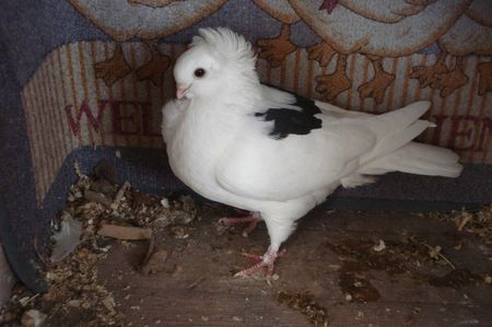 479-20 fem mb dej